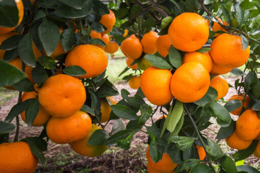 Satsuma Mandarins